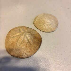 Natural Sand Dollar Decor Set the pair